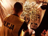 Policjanci z Rudy Śląskiej zlikwidowali uprawę narkotyków - zdjęcia