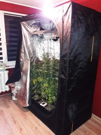 Namiot i uprawa marihuany