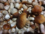 zdjęcie kolorowe - grzyby borowiki
